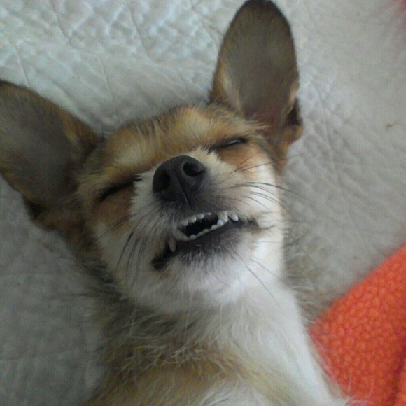 Meet your Posher, Pam - Picture 4 of 8